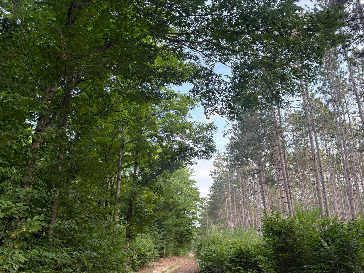 N 5 Trail trail photo