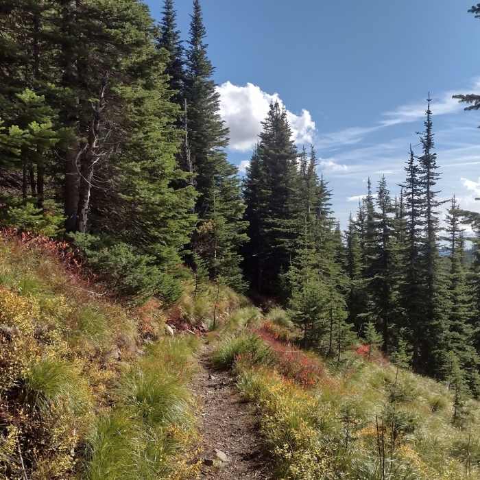 Pend Oreille Divide Trail goes through the pretty, thinly fir forested and grassy slopes of the high ridge of this divide. Near Mount Pend Oreille Out-and-Back