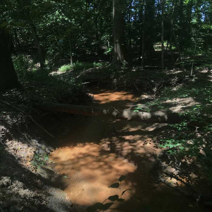 Stream next to trail. Near Four-mile Loop