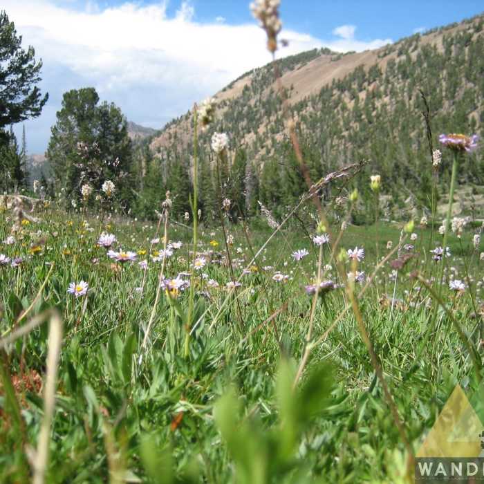 Near Jarbidge River