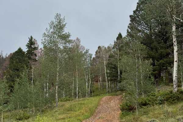 Roaring Judy Road