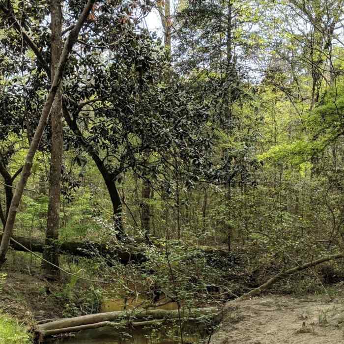 Near Pine Trail