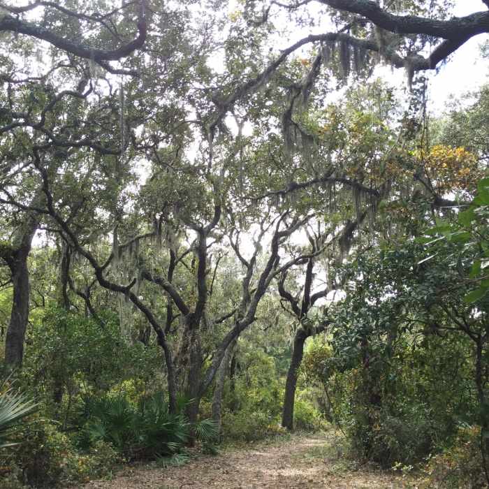 Opening of the trail past the marsh. Near Reddie Point Preserve Route