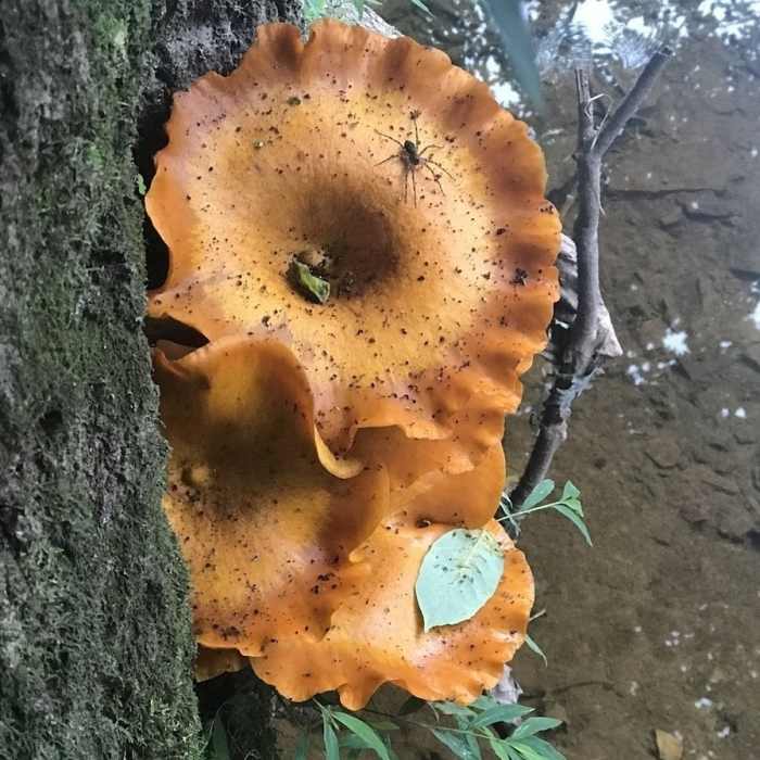 Fun Fungi Near Skippack Creek Full Loop