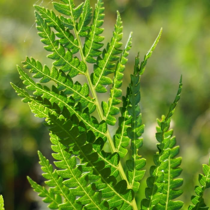 Many species of fern on the trail. Near Raven Ridge Trail