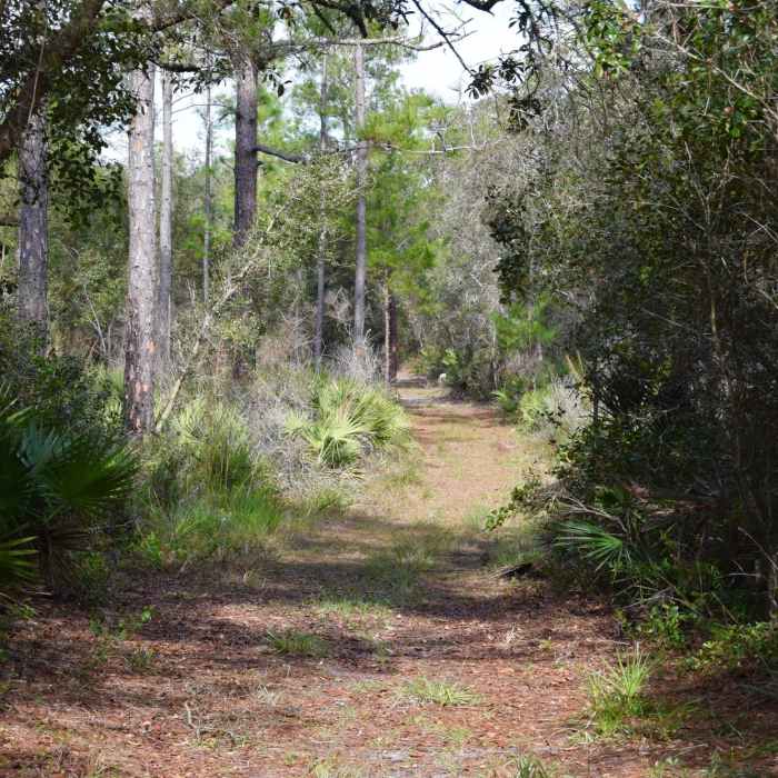 Typical trail in the Seminole State Forest. Near Seminole State Forest Southern Loop