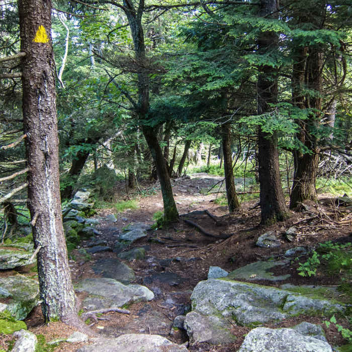 Near Mount Watatic and Nutting Hill Loop