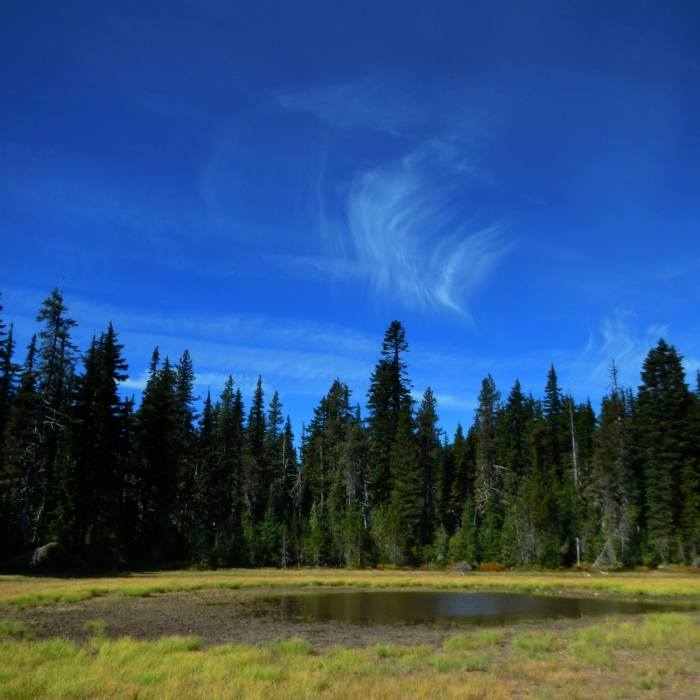 Near Shortcut Trail #171A