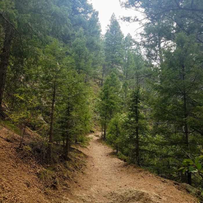 Trail meanders through pines. Near Limbaugh Canyon/Reservoir Loop
