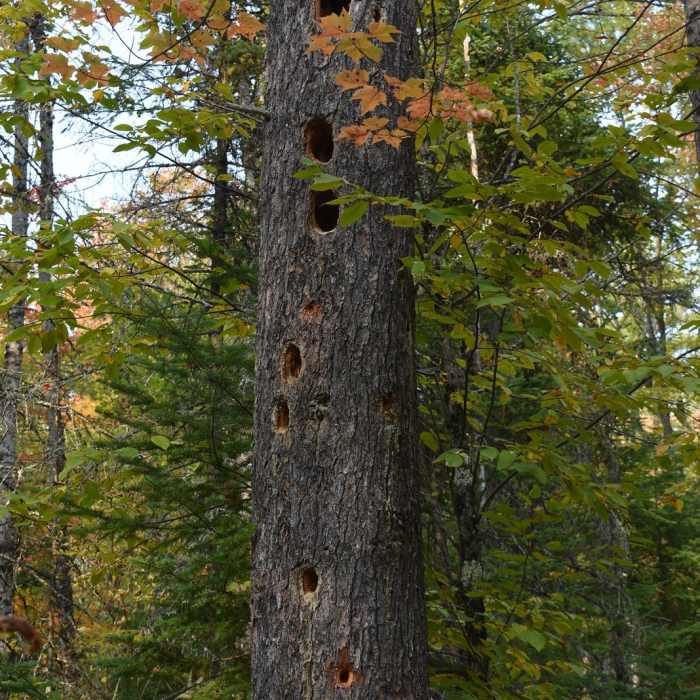 Near O Kun de Kun Falls via North Country Trail