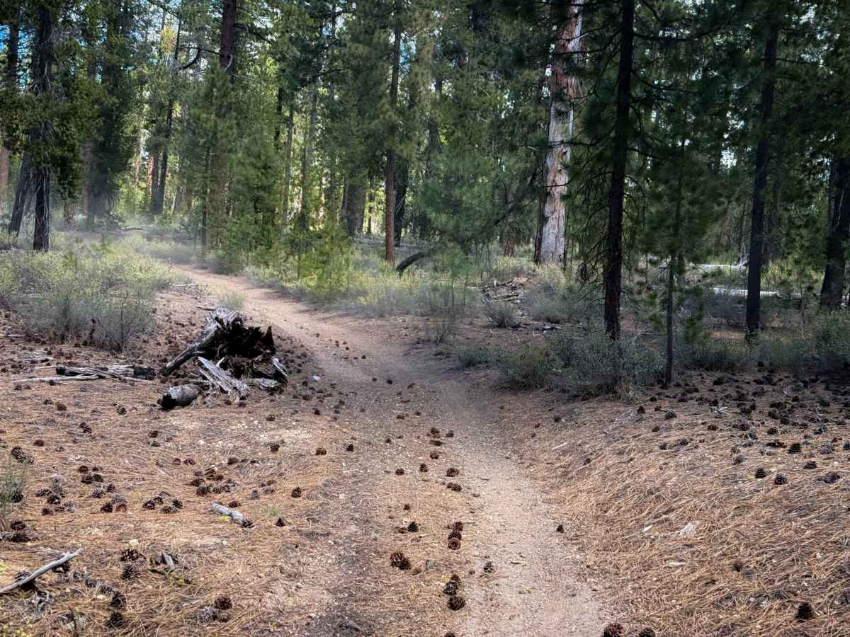 Trail 12  photo 4