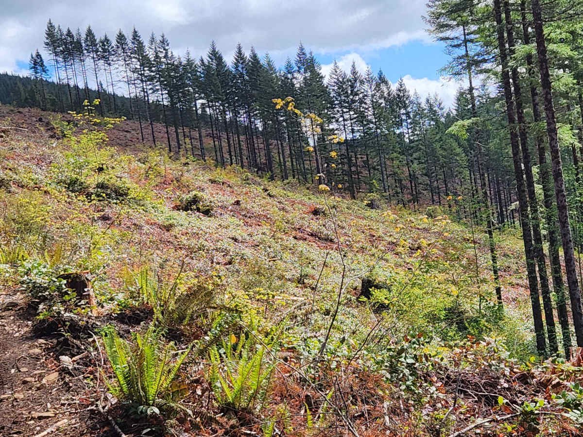Larch Mountain Trail West photo 2