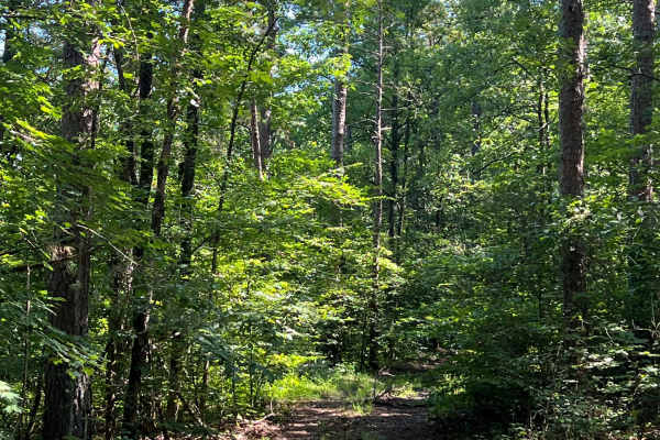 Log Run