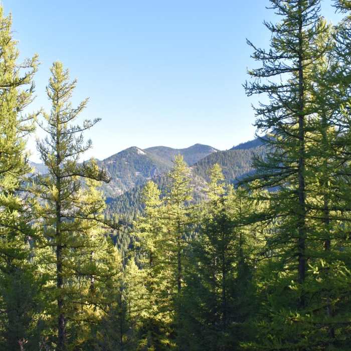 Near Ravine Creek Trail