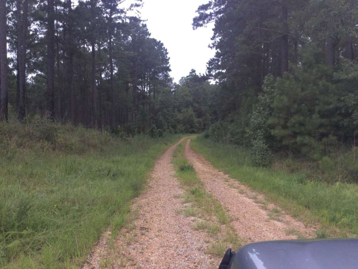 HCNF Swayze Trace Trail photo 2