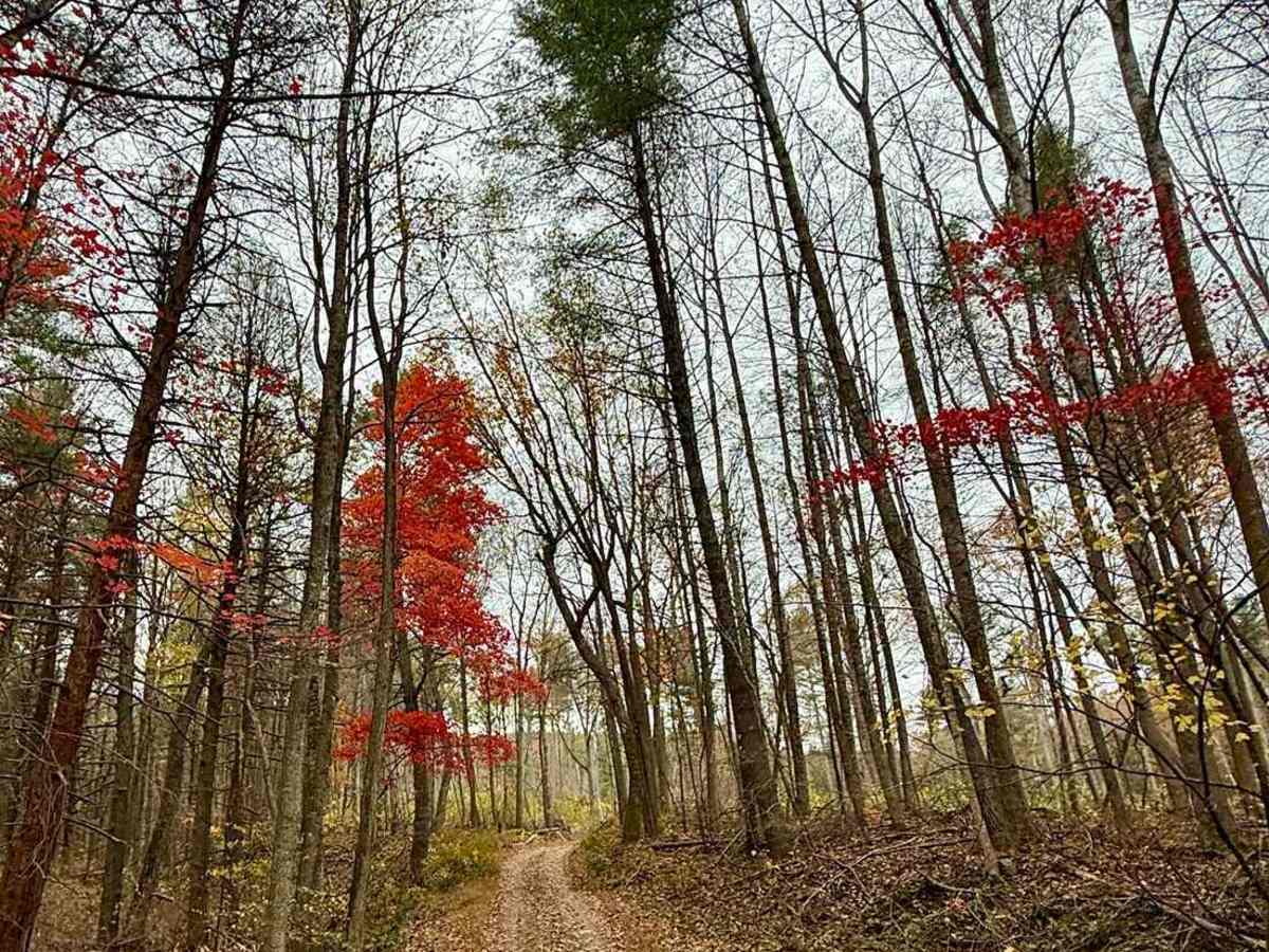 Mitchell Knob Trail photo 2