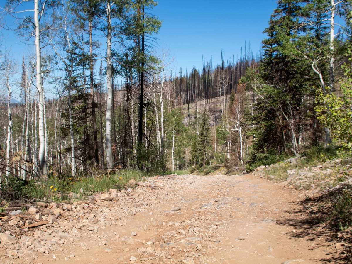 Soapstone - FR70304 photo 6