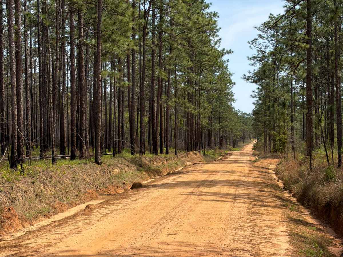 Eadie Cotton Road photo 5