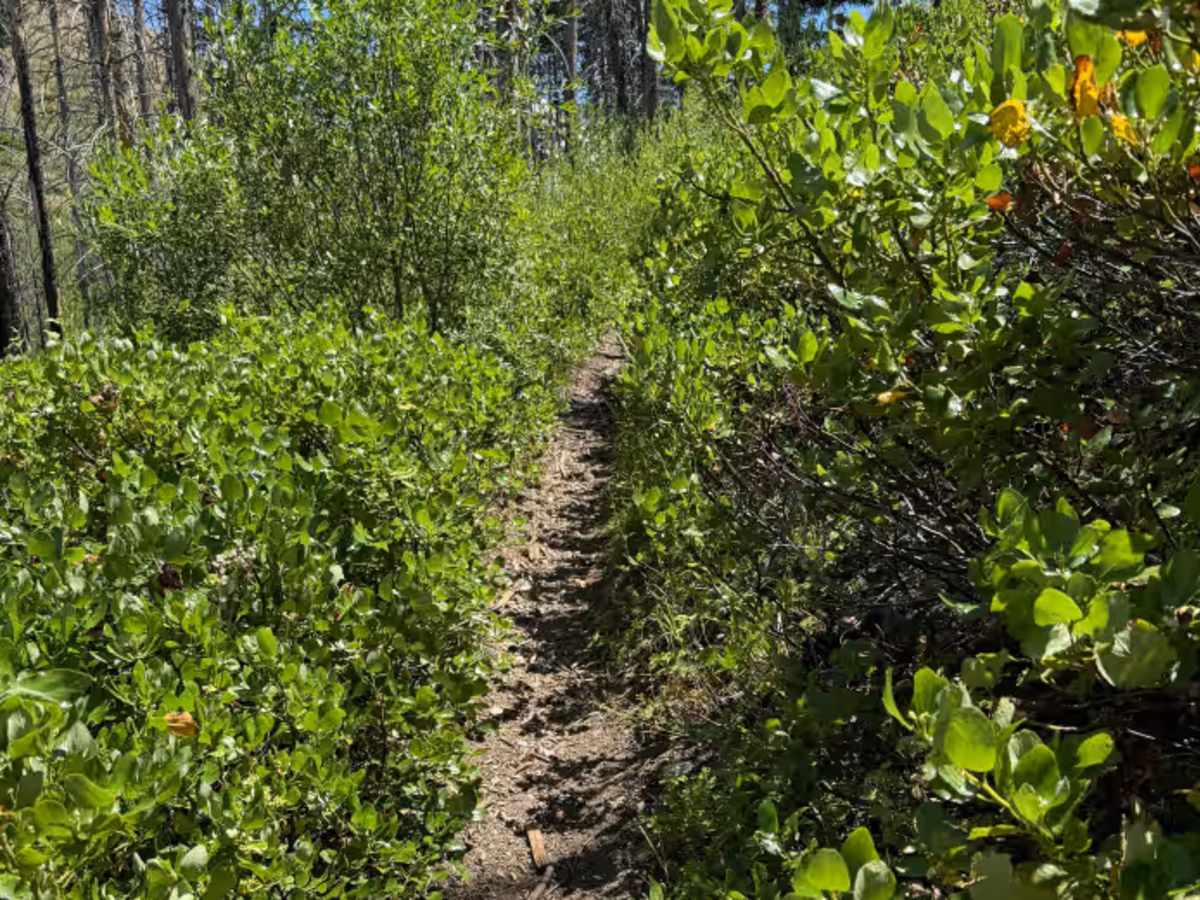 Gardner Gulch trail photo