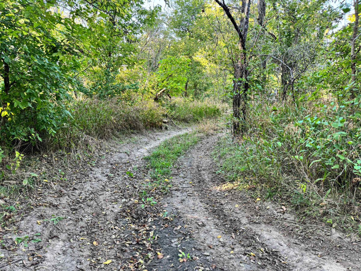 Shade Tree Lane photo 4