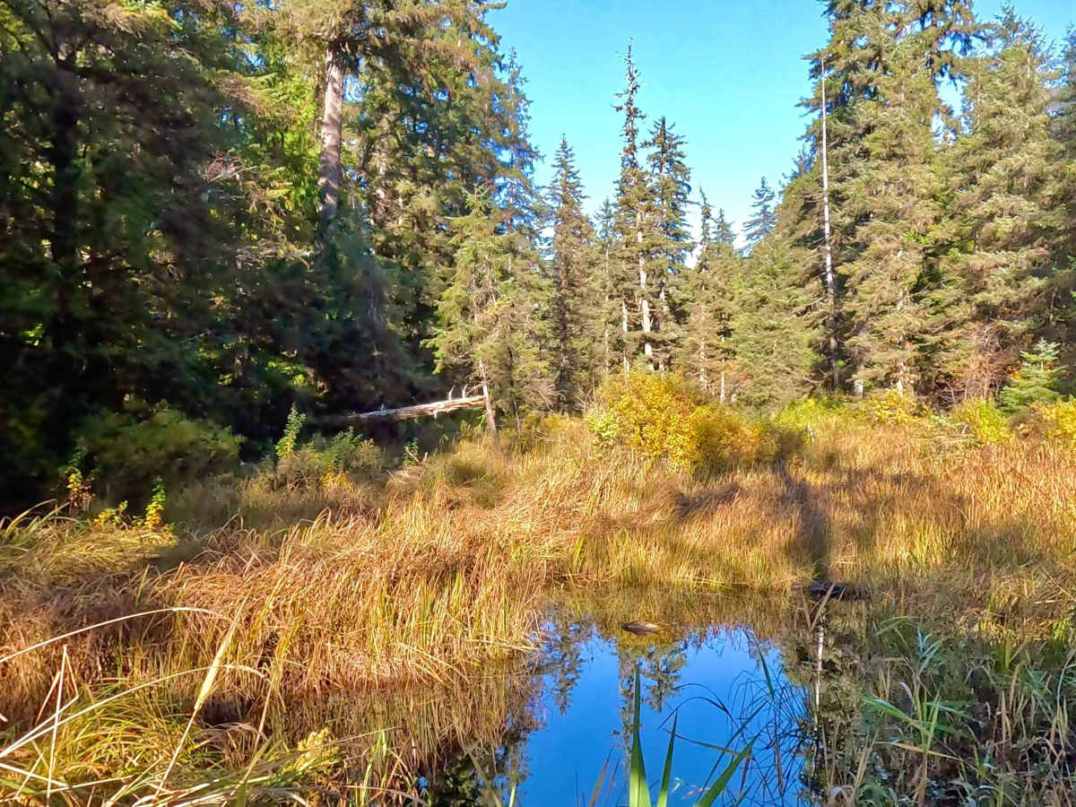 Thorne River North Flats Road - FS 3015050 photo 2