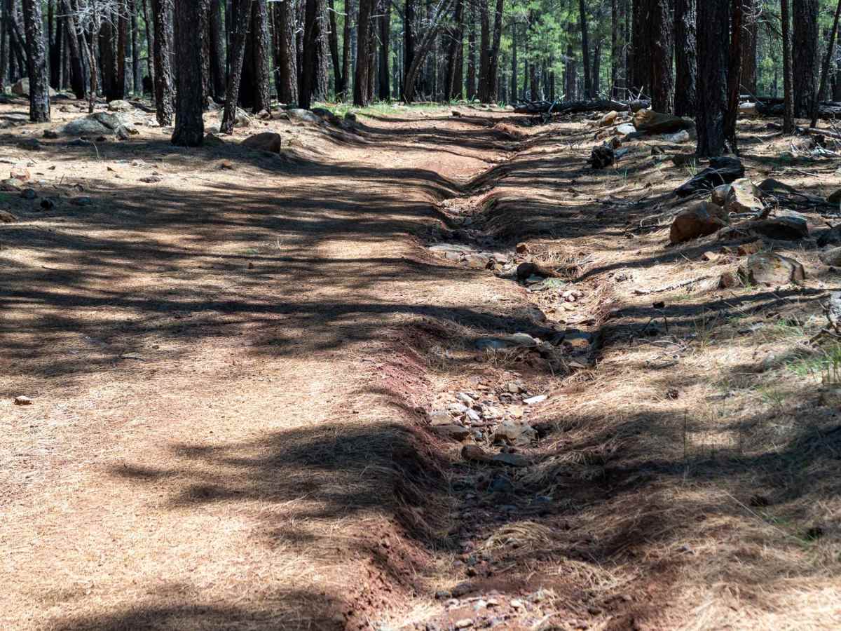 Woody Ridge - FS 535B photo 3