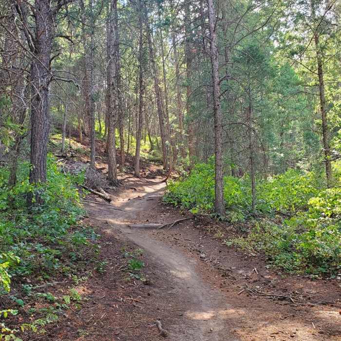 Pleasant wooded section of Hidden Valley Trail. Near Hidden Valley