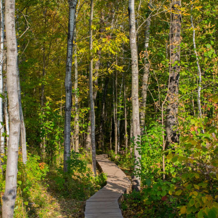 Near Ely's Peak Hike Near Ely's Peak Hike