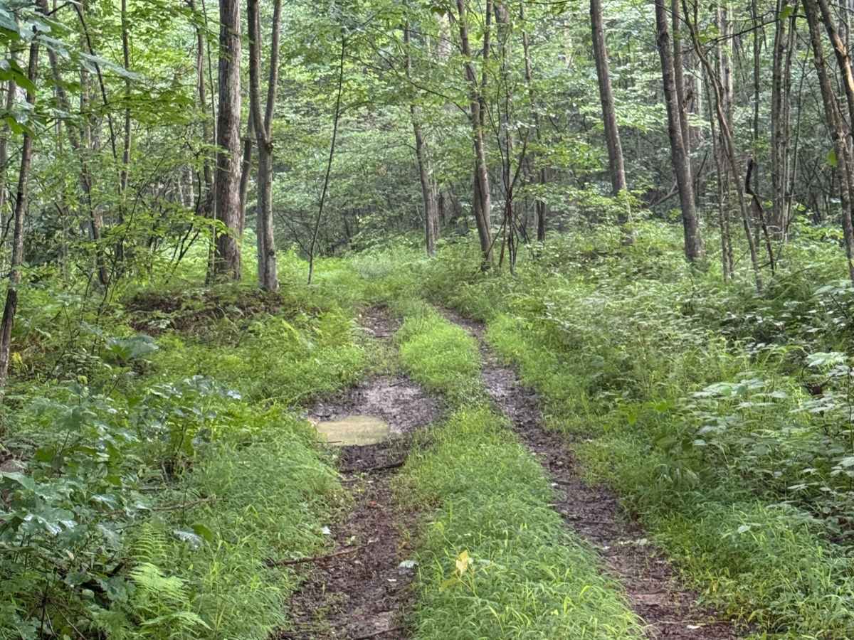 Trail 46 photo 6