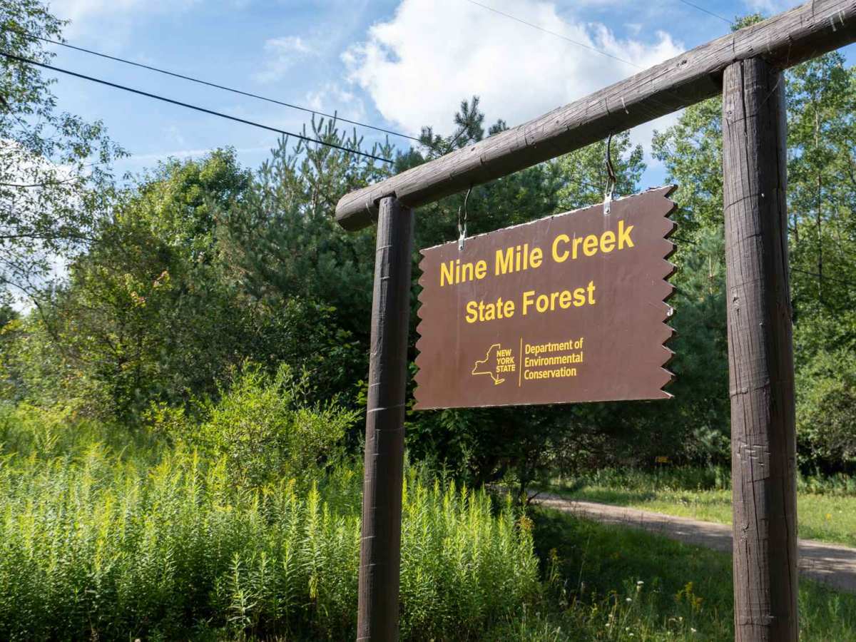 Phearsdorf Forest Road trail photo