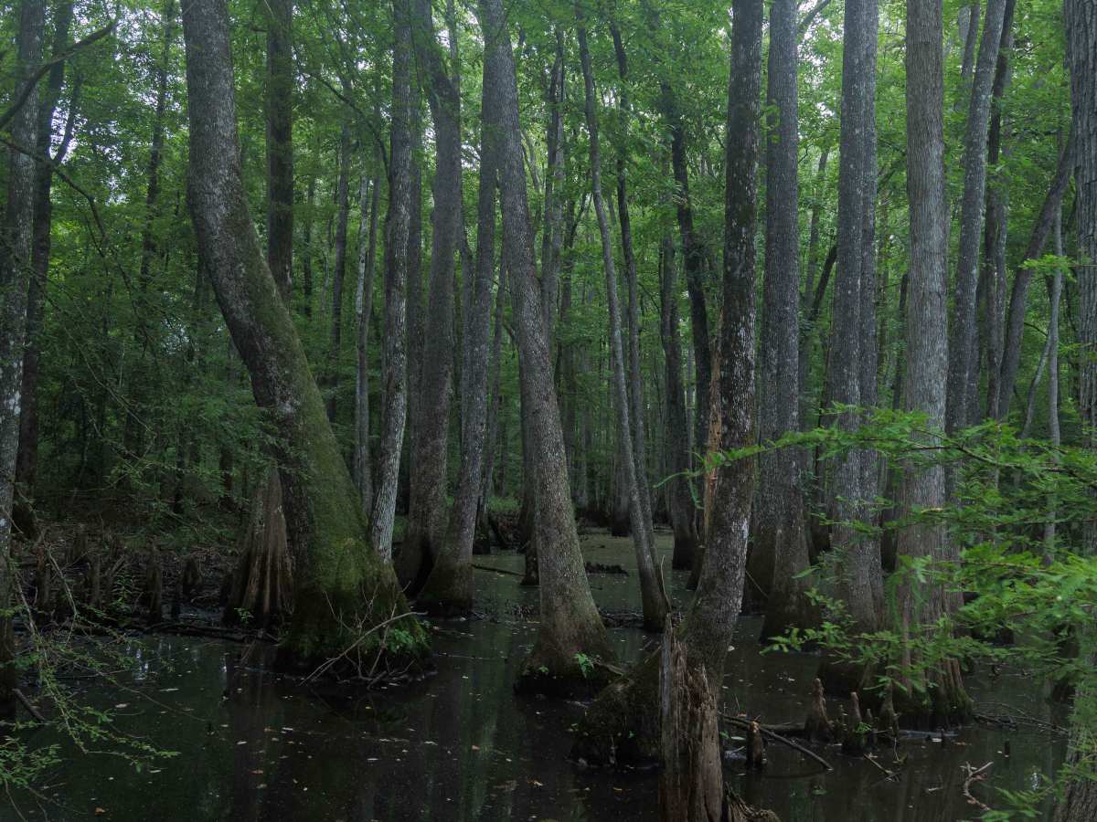 Briarpatch Lake Access trail photo
