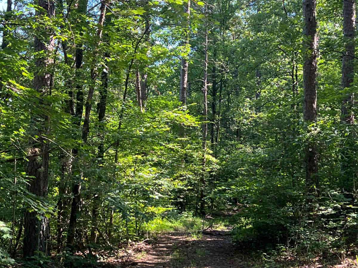 Log Run trail photo