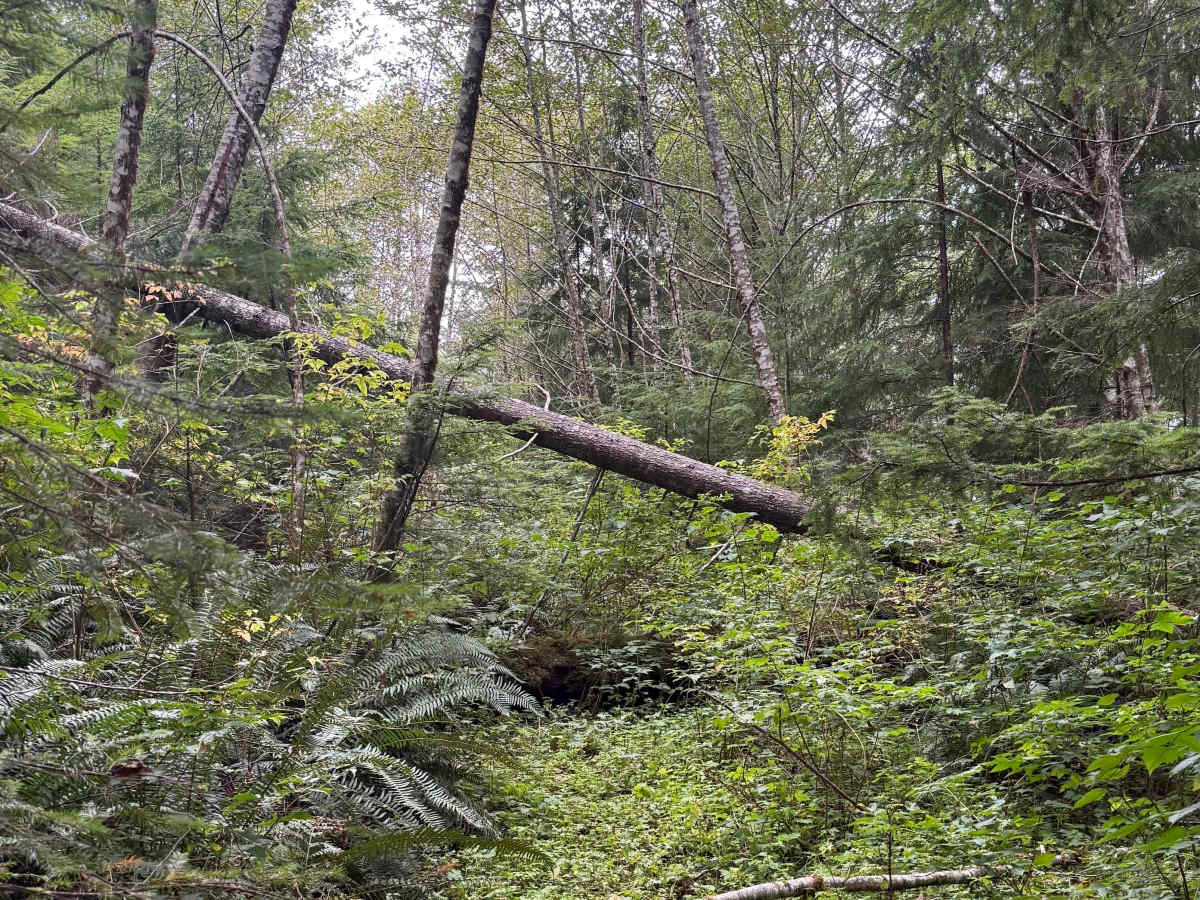 Matheny Creek Road - FS 2140200 photo 6