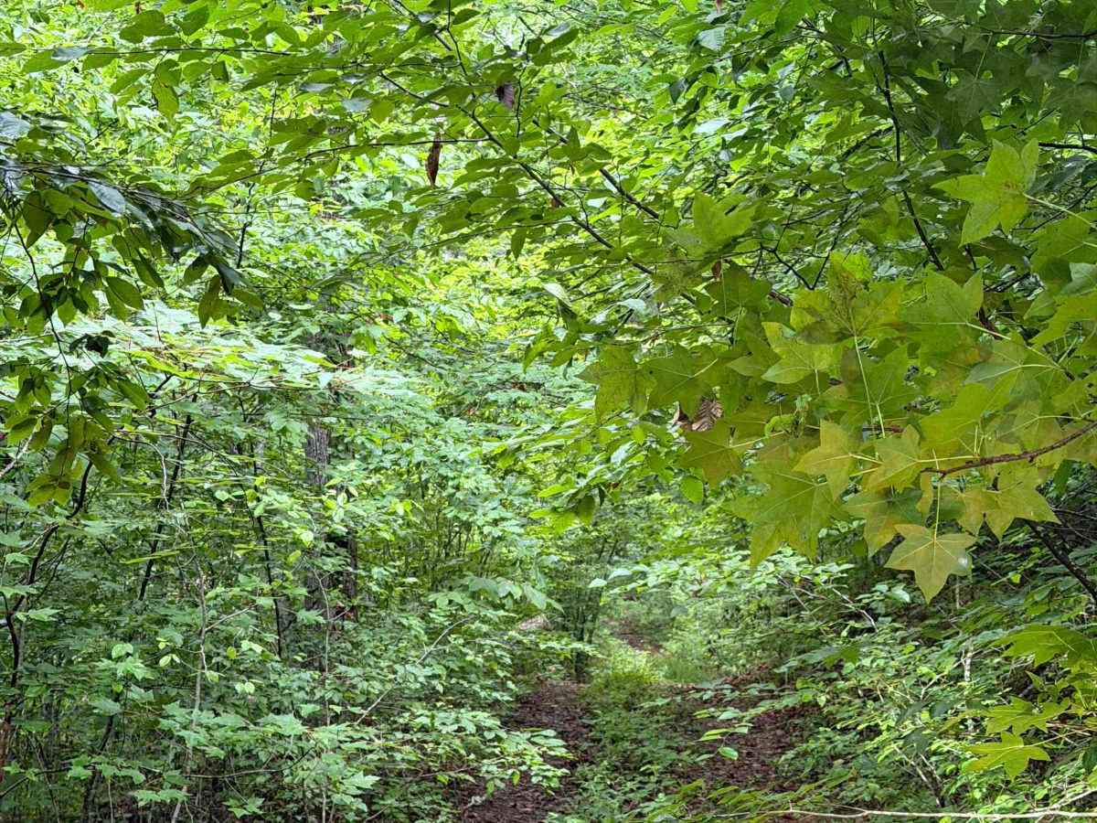 Delta 88 photo 4