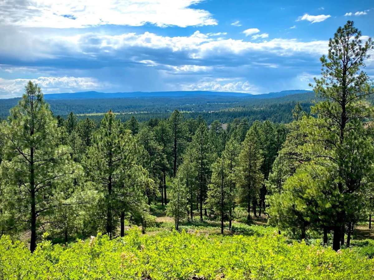 Fawn Gulch E-Fr Rd 666E photo 3
