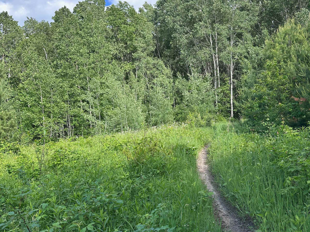 Woodchuck photo 6