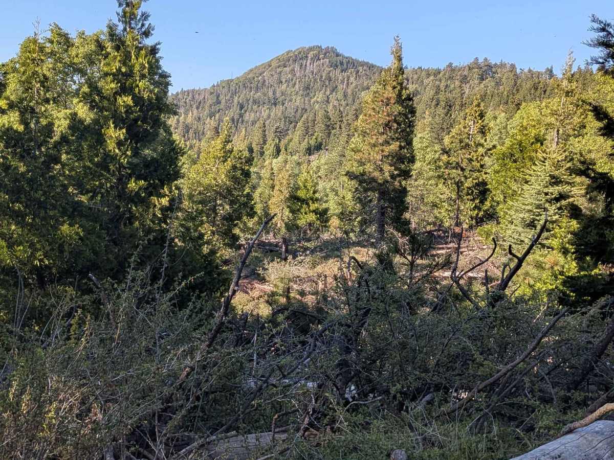 Greenhorn Mountain West - FS 26S01 photo 6