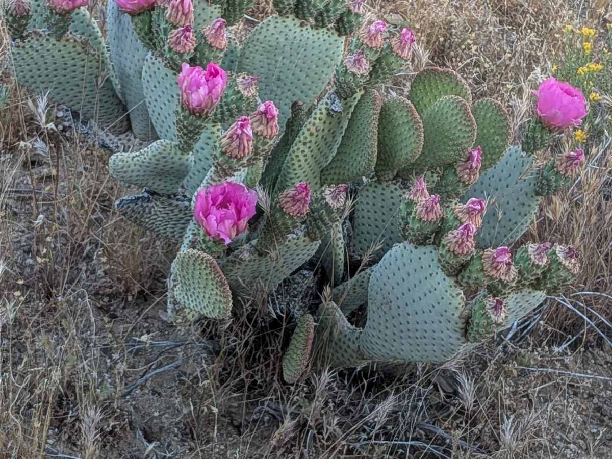 BLM EP458 photo 3