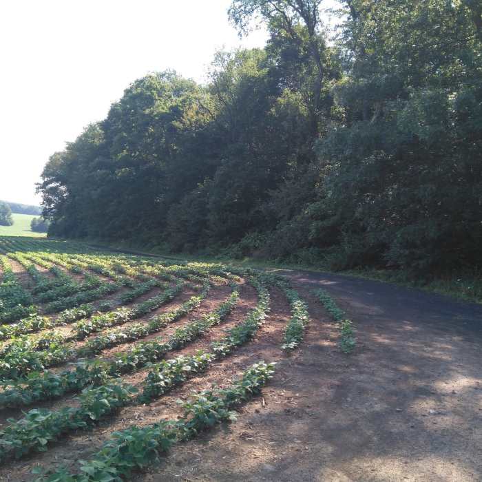 Near Musser Gap Greenway