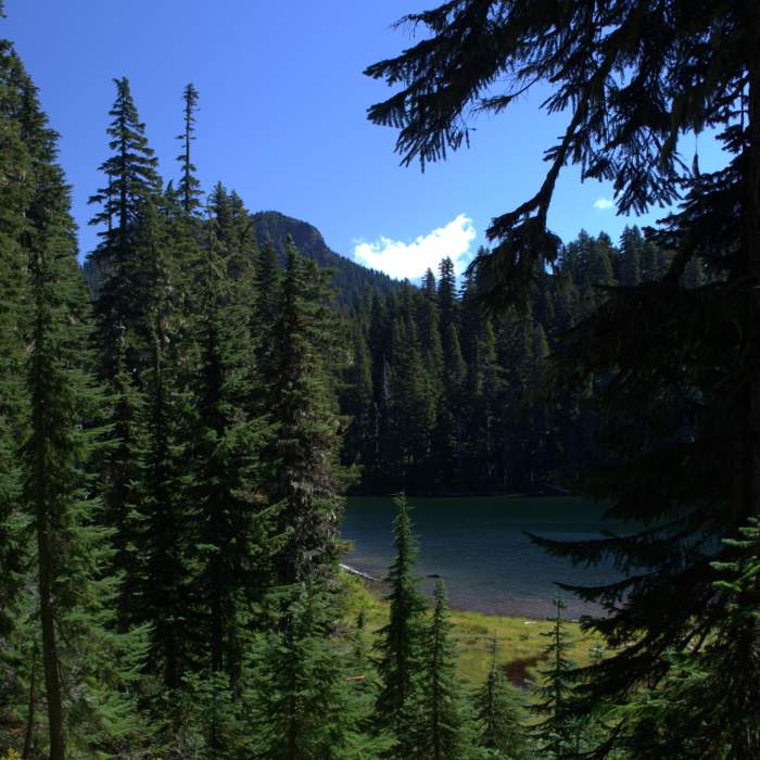 Near Indian Heaven Trail #33