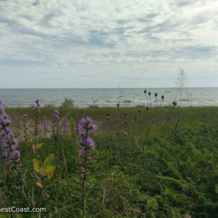 Purple flowers along the shore of Lake Michigan. Near Kohler Dunes Cordwalk