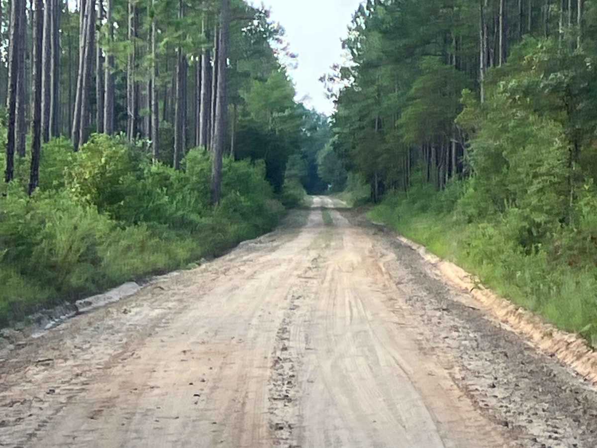 Log Lake Road - FS Y13 trail photo