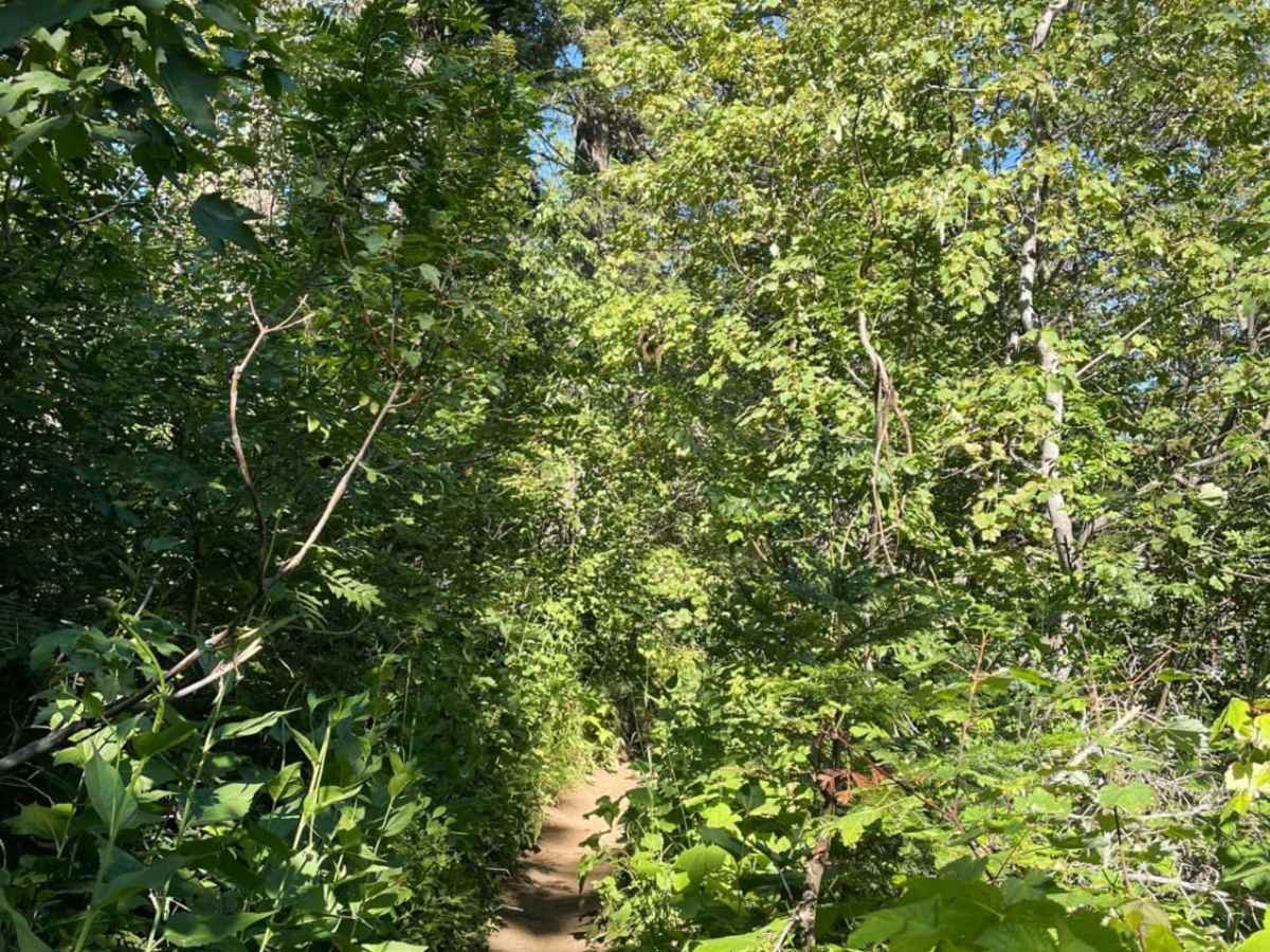 Kickbush trail photo
