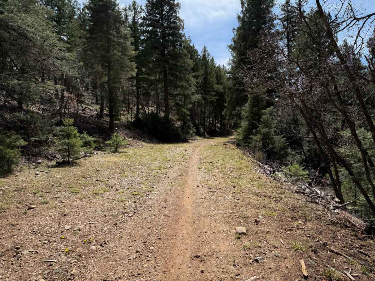 Pines South Trail  photo 4