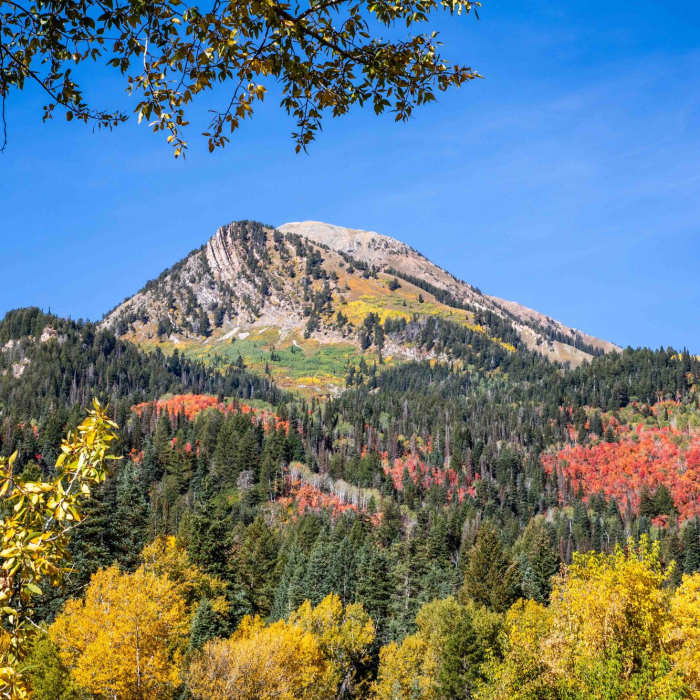 Fall colors 2023. Near Silver Lake Flat Connector Trail