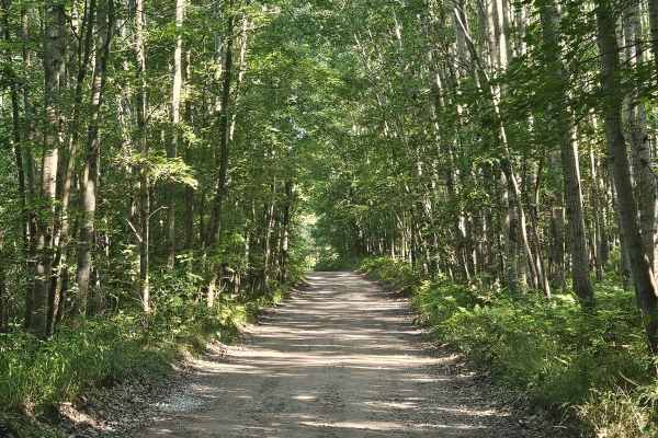 Bo's Trail