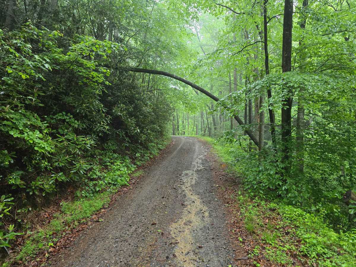 Shuler Creek - FS 50 trail photo