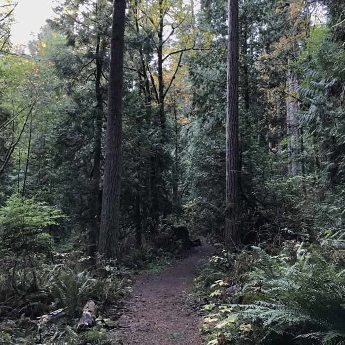 Midway along the forested trail. Near West Fork Trail Trail