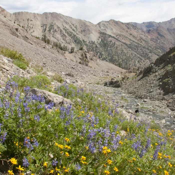 Near North Fork of the Big Wood