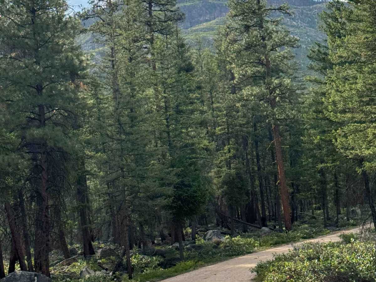 Lake Creek Road - FS 5160-100 photo 4